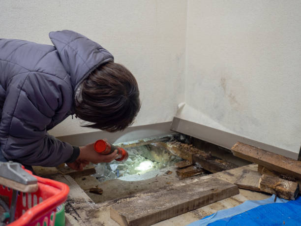 Best Mold Documentation for Insurance Claims  in Little Falls, MN